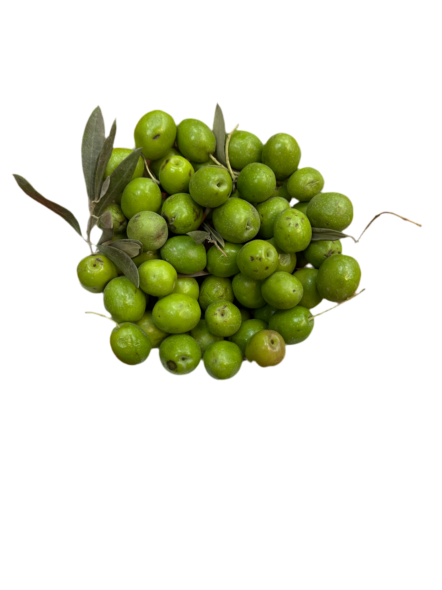 Fresh green olives, bare bound